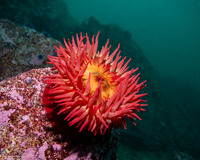 Urticina piscivora (Fish-Eating Urticina)