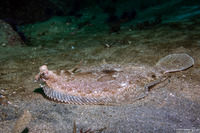 Pleuronichthys coenosus (C-O Sole)