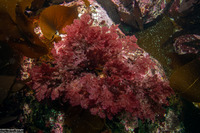 Plocamium pacificum (Sea Comb)