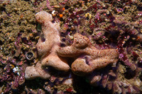 Trididemnum opacum (Trididemnum Opacum)