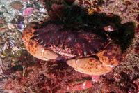 Romaleon antennarium (Pacific Rock Crab)