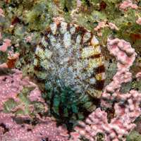 Lottia scutum (Pacific Plate Limpet)