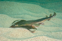 Platyrhinoidis triseriata (Thornback)