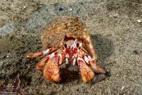 Pagurus armatus (Blackeyed Hermit Crab)