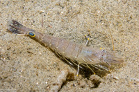 Crangon nigromaculata (Blackspotted Shrimp)