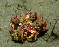 Pagurus armatus (Blackeyed Hermit Crab)