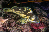 Sebastes chrysomelas (Black-and-Yellow Rockfish)