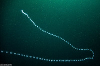 Apolemia uvaria (Apolemia Uvaria)