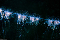 Apolemia uvaria (Apolemia Uvaria)