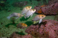 Sebastes atrovirens (Kelp Rockfish)