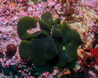 Codium setchellii (Smooth Spongy Cushion)