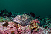 Ophiodon elongatus (Lingcod)