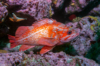 Sebastes miniatus (Vermilion Rockfish)