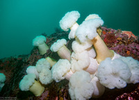 Metridium farcimen (White-Plumed Anemone)