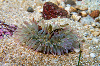 Anthopleura sola (Sunburst Anemone)