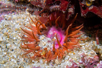Anthopleura artemisia (Moonglow Anemone)