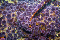 Strongylocentrotus purpuratus (Purple Sea Urchin)