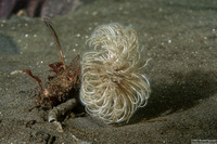 Eudistylia polymorpha (Feather Duster Worm)