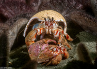Pagurus armatus (Blackeyed Hermit Crab)