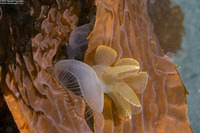 Melibe leonina (Lion's Mane Nudibranch)