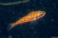 Sebastes paucispinis (Bocaccio)