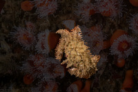 Romaleon antennarium (Pacific Rock Crab)