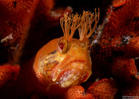 Neoclinus stephensae (Yellowfin Fringehead)