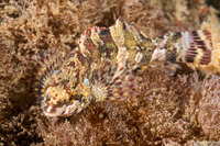 Oxylebius pictus (Painted Greenling)