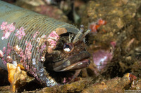 Neoclinus uninotatus (Onespot Fringehead)