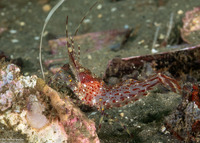 Pandalus danae (Dock Shrimp)