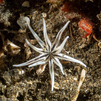 Halcampa crypta (Cryptic Burrowing Anemone)