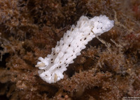 Aegires albopunctatus (Salt-and-Pepper Dorid)