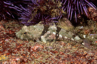 Artedius corallinus (Coralline Sculpin)