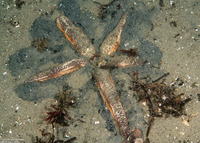 Luidia foliolata (Spiny Mudstar)