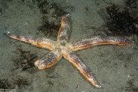 Luidia foliolata (Spiny Mudstar)