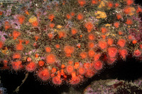Corynactis californica (Club-Tipped Anemone)