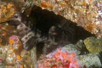 Cephaloscyllium ventriosum (Swell Shark)
