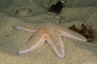 Astropecten armatus (Spiny Sand Star)