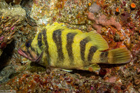 Sebastes serriceps (Treefish)