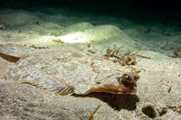 Pleuronichthys coenosus (C-O Sole)