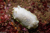 Cadlina luteomarginata (Yellow Margin Cadlina)