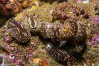 Onchidoris bilamellata (Barnacle-Eating Dorid)