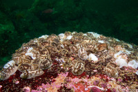Onchidoris bilamellata (Barnacle-Eating Dorid)