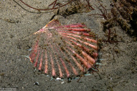 Patinopecten caurinus (Giant Pacific Scallop)