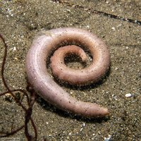 Siphonosoma ingens (Siphonosoma ingens)