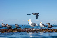 Larus glaucescens (Glaucous-Winged Gull)