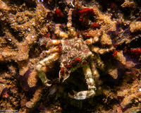 Scyra acutifrons (Sharpnose Crab)