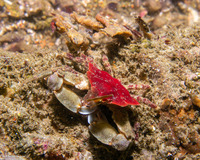 Pugettia foliata (Foliate Kelp Crab)