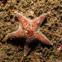 Dermasterias imbricata (Leather Star)