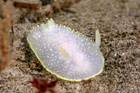 Acanthodoris hudsoni (Hudson's Horned Dorid)